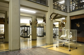 museo di zoologica bologna 8-2022 4454
